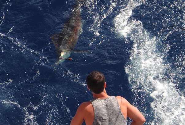 Sailfish on a stickbait